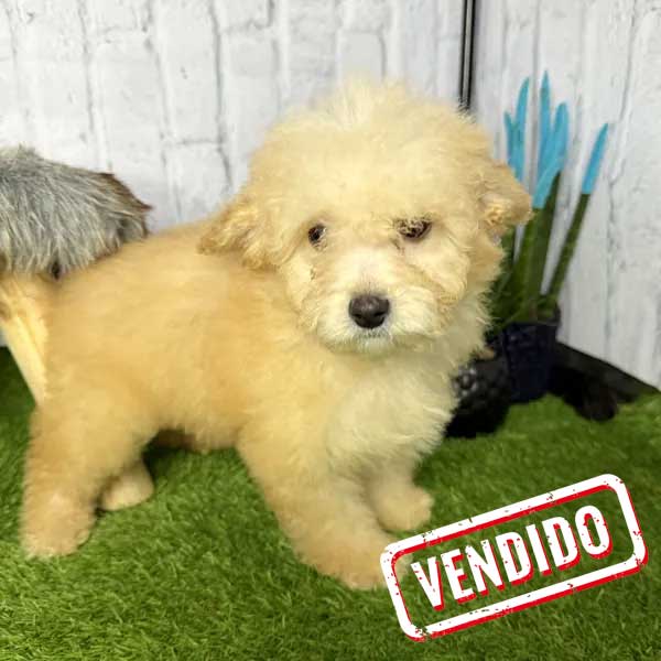 vendido-Rey