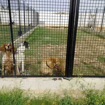 Instalaciones Residencia Canina ALAGUAU