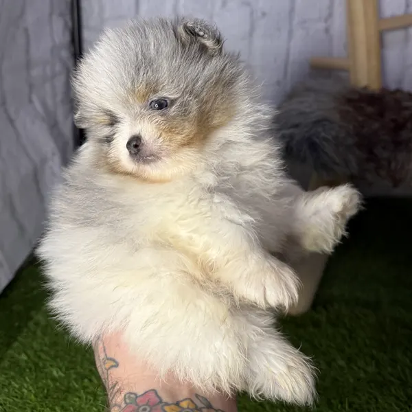 PAQUITO-pomerania