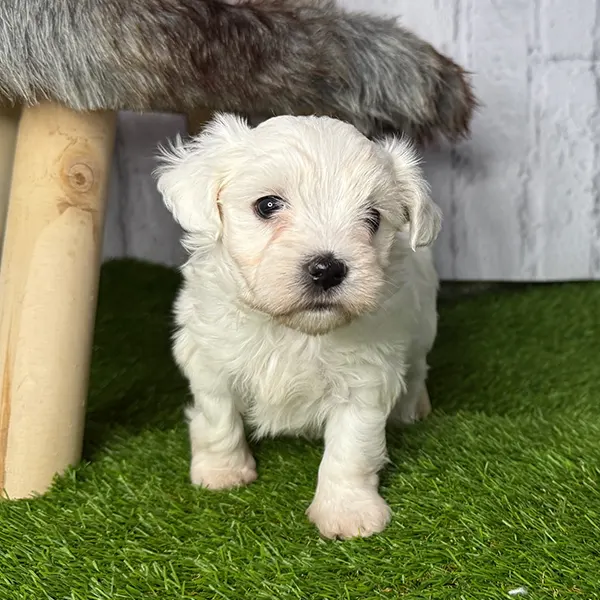 Bichon maltés europeo