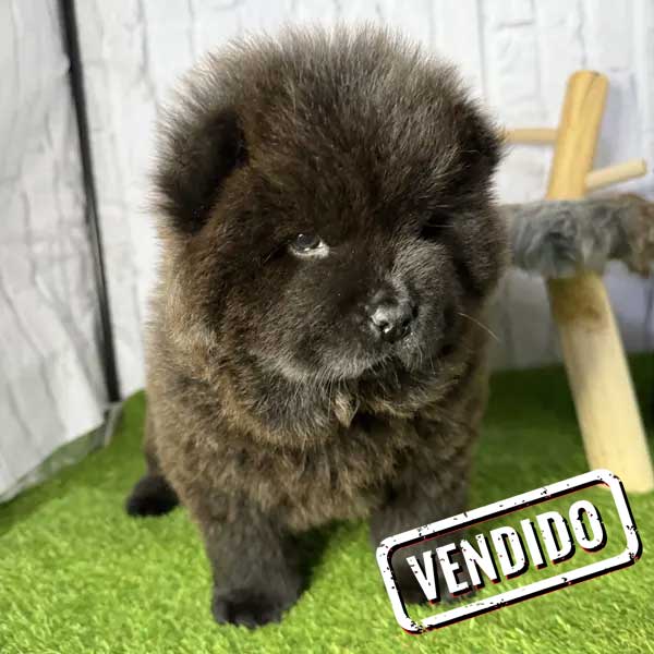 OSITA-chowchow