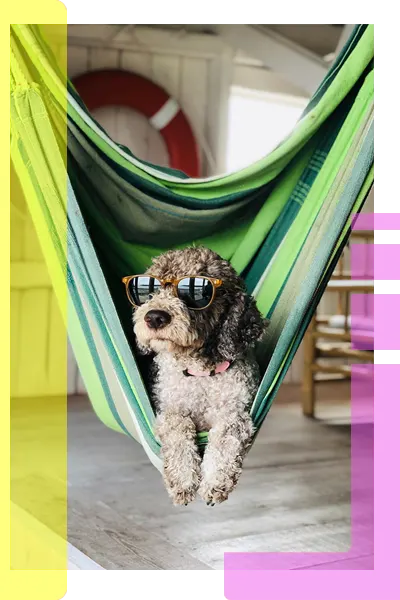 mascota