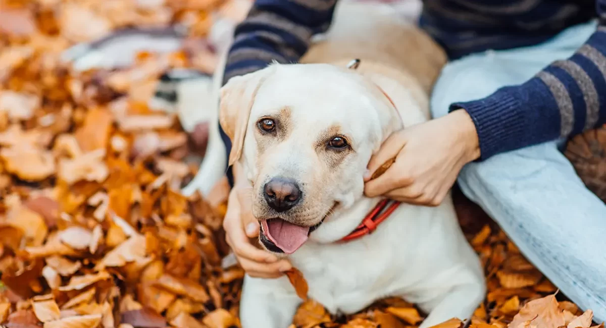 ALAGUAU: Una residencia moderna y acogedora para tu mascota