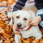 ALAGUAU: Una residencia moderna y acogedora para tu mascota